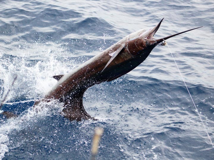 Marlin Fishing Costa Rica- Plan Your Costa Rica Marlin Fishing