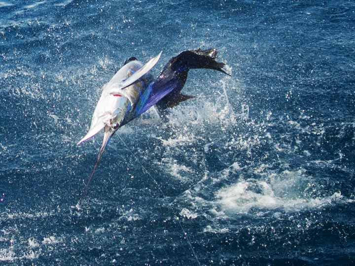 Sailfish: Catching and Understanding Sailfish Fishing in Costa Rica 2023 -  Capullo Sport Fishing